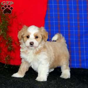 Watson, Havanese Puppy