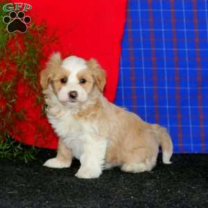 Watson, Havanese Puppy