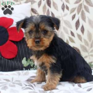 Wayne, Yorkie Puppy