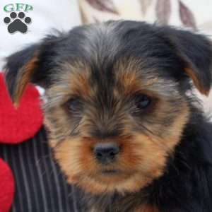 Wayne, Yorkie Puppy