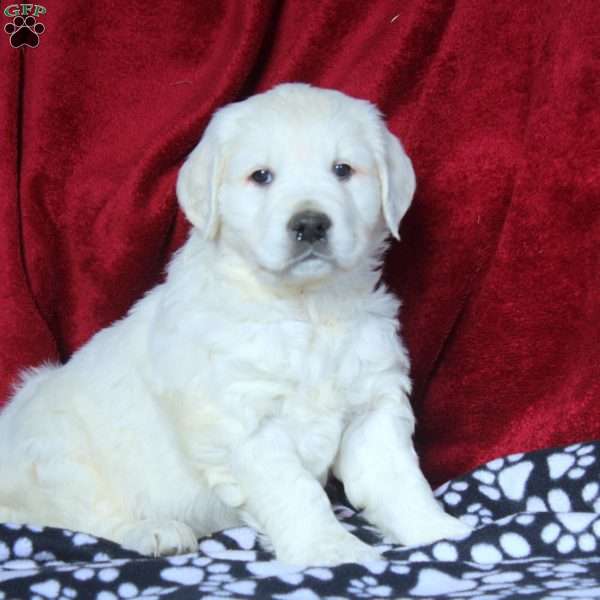 Wendy, English Cream Golden Retriever Puppy