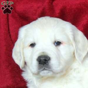 Wendy, English Cream Golden Retriever Puppy