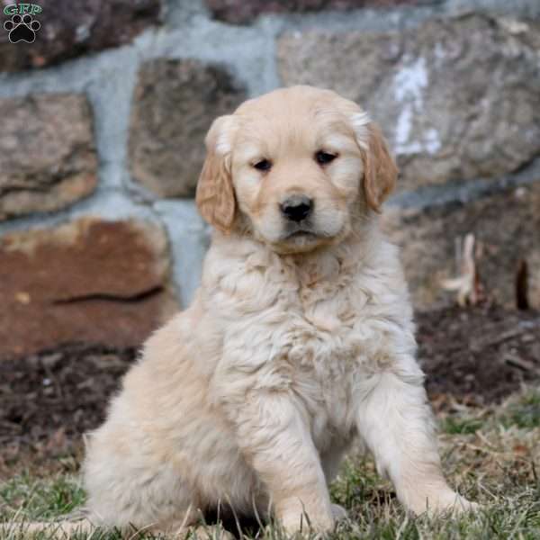 Wendy, Golden Retriever Puppy