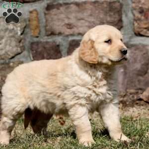 Wendy, Golden Retriever Puppy