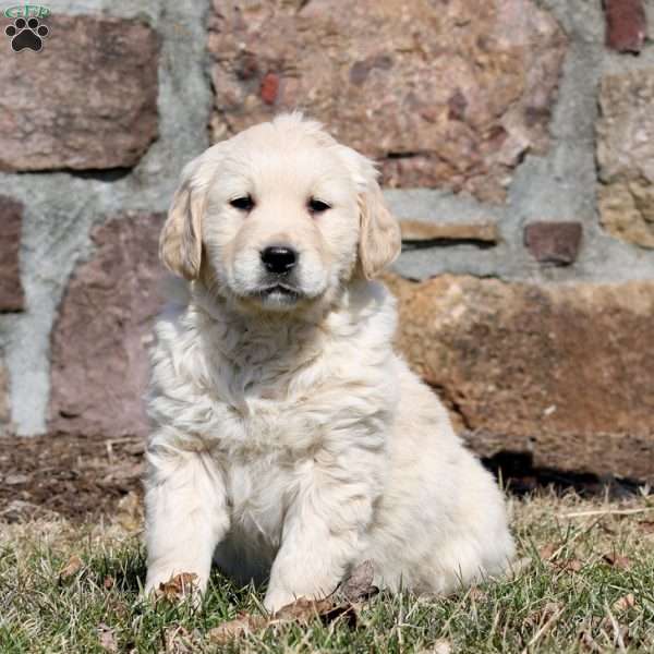 Wesley, Golden Retriever Puppy