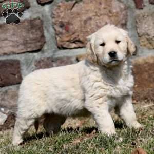 Wesley, Golden Retriever Puppy