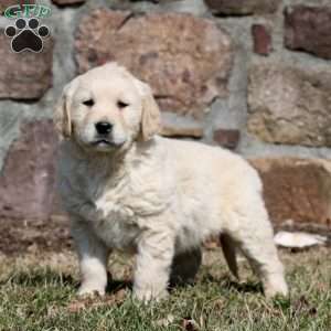 Wesley, Golden Retriever Puppy