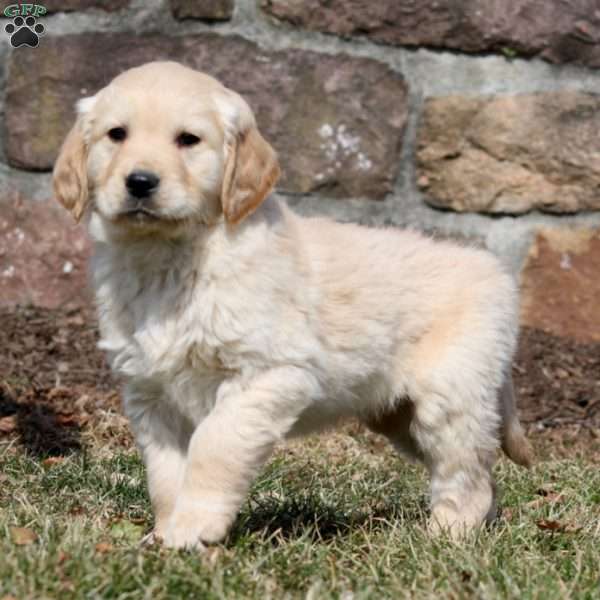 Weston, Golden Retriever Puppy