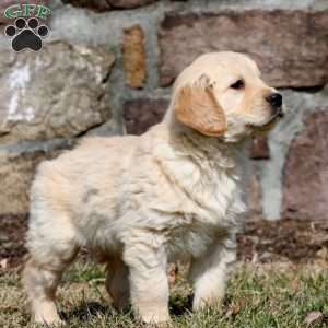 Weston, Golden Retriever Puppy