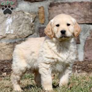 Weston, Golden Retriever Puppy