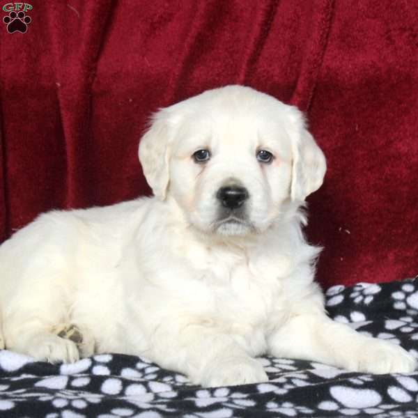 Whitney, English Cream Golden Retriever Puppy