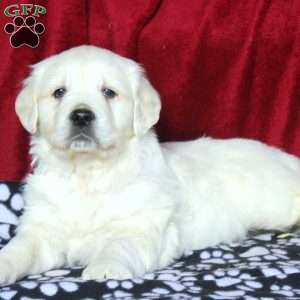 Whitney, English Cream Golden Retriever Puppy