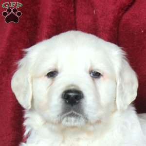 Whitney, English Cream Golden Retriever Puppy