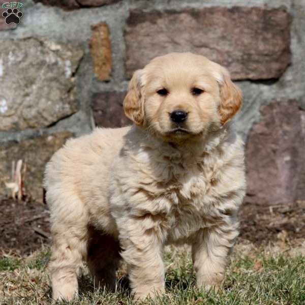 Wilda, Golden Retriever Puppy