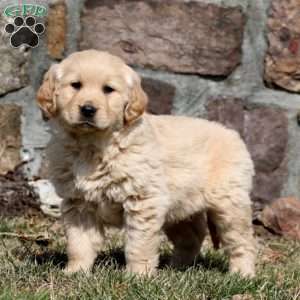 Wilda, Golden Retriever Puppy