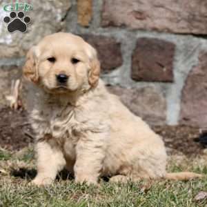 Wilda, Golden Retriever Puppy