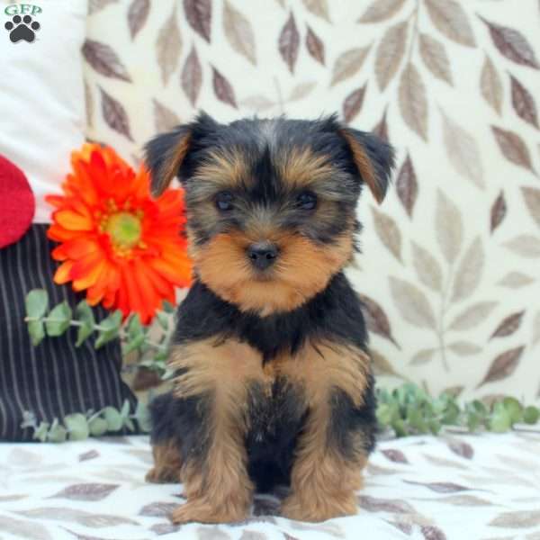 Will, Yorkie Puppy