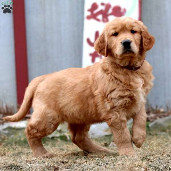 Will, Golden Retriever Puppy