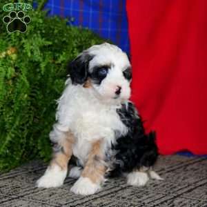 Will, Mini Bernedoodle Puppy