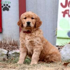 Will, Golden Retriever Puppy