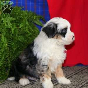 Will, Mini Bernedoodle Puppy