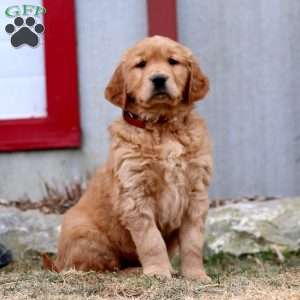 Will, Golden Retriever Puppy