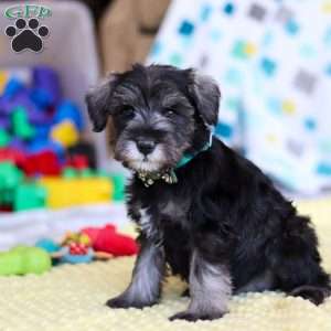 William, Miniature Schnauzer Puppy