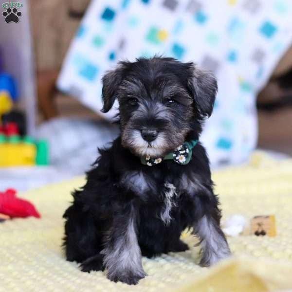 William, Miniature Schnauzer Puppy