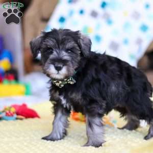 William, Miniature Schnauzer Puppy