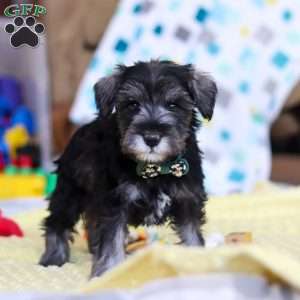 William, Miniature Schnauzer Puppy