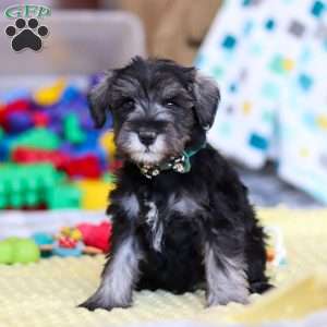 William, Miniature Schnauzer Puppy