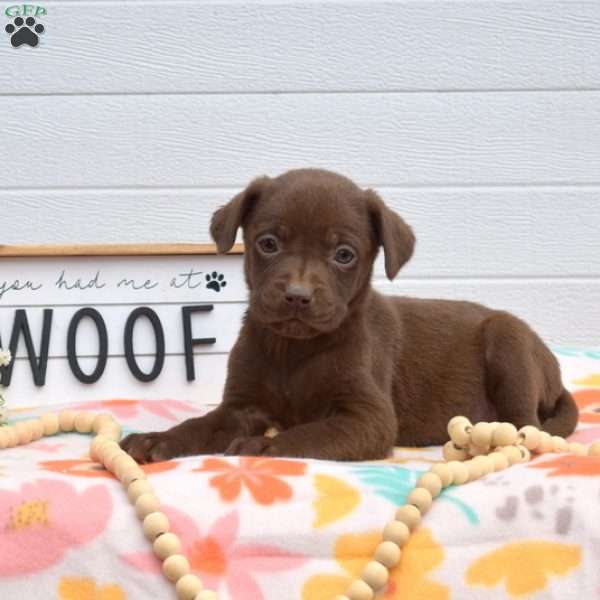 Willow, Labrador Mix Puppy