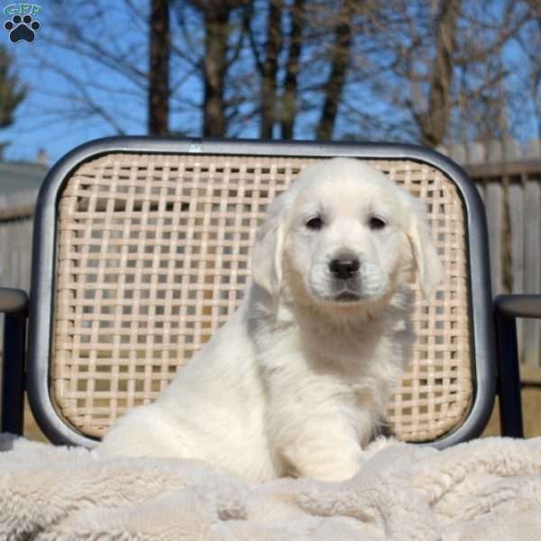 Willow, English Cream Golden Retriever Puppy