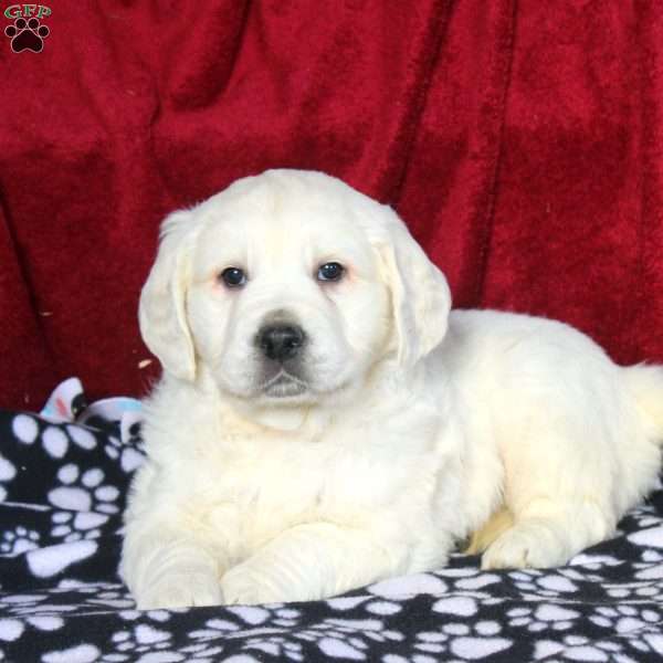 Willow, English Cream Golden Retriever Puppy