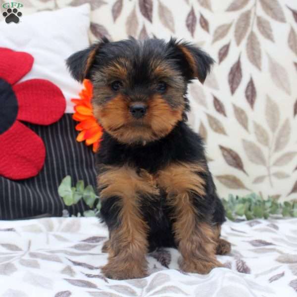 Willow, Yorkie Puppy