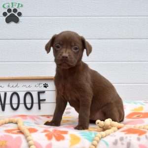 Willow, Labrador Mix Puppy