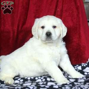 Willow, English Cream Golden Retriever Puppy