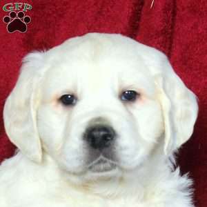 Willow, English Cream Golden Retriever Puppy