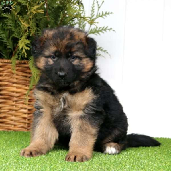 Willow, German Shepherd Puppy