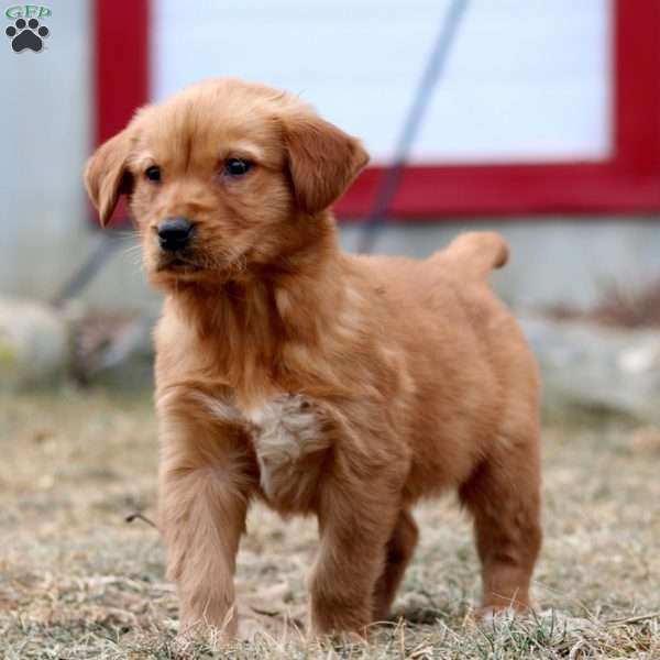 Willow, Golden Retriever Puppy