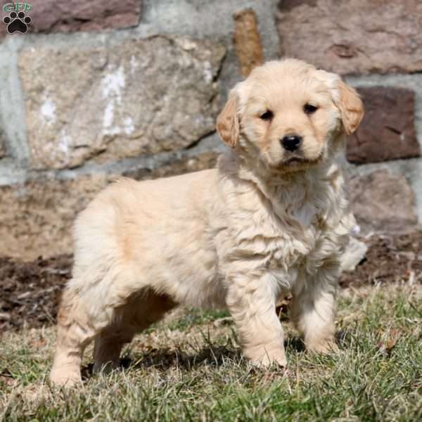 Willow, Golden Retriever Puppy