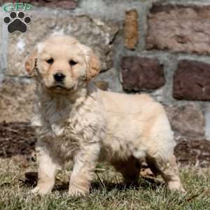 Willow, Golden Retriever Puppy