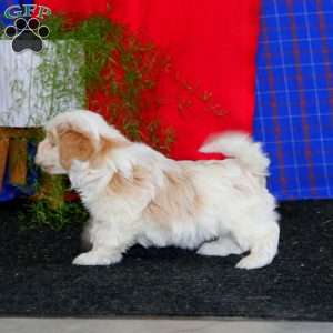 Willow, Havanese Puppy