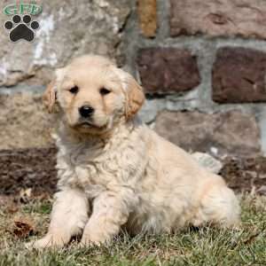 Willow, Golden Retriever Puppy