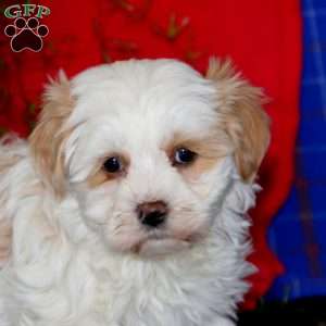 Willow, Havanese Puppy