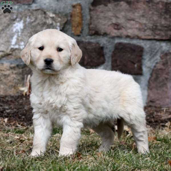 Winner, Golden Retriever Puppy