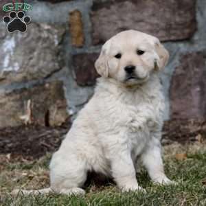 Winner, Golden Retriever Puppy