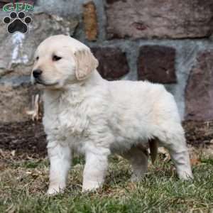 Winner, Golden Retriever Puppy