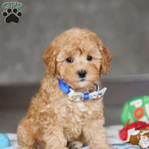 Winston, Miniature Poodle Puppy