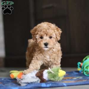 Winston, Miniature Poodle Puppy